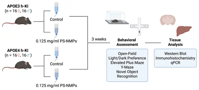 ইঁদুরের ওপর চালানো পরীক্ষার ডায়াগ্রাম